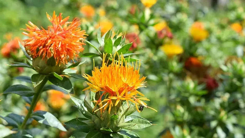 Světlice barvířská (Carthamus tinctorius) 