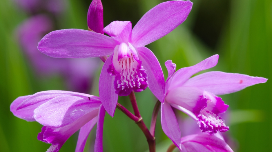 japonská orchidej (Bletilla)