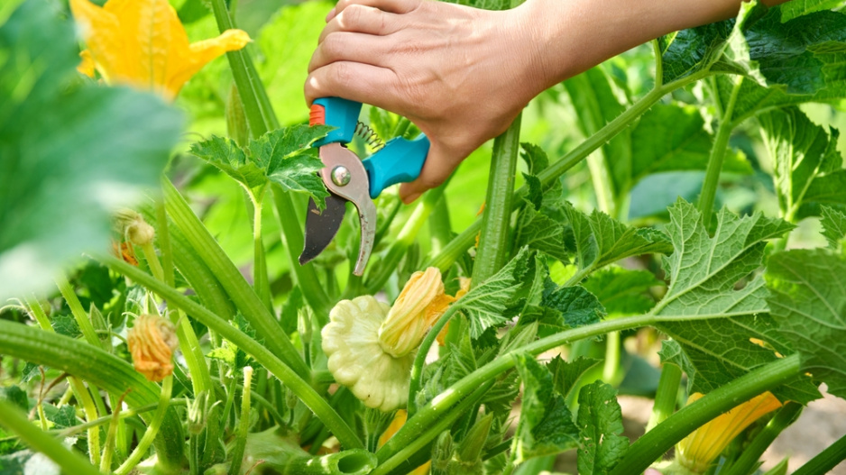 Patizony (Cucurbita pepo var. patissoniana) 