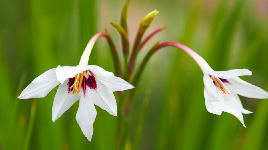 Habešský mečík nebo také vonný mečík či acidanthera (Gladiolus murielae)