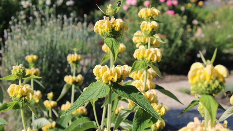 Sápa Russelova (Phlomis russeliana)