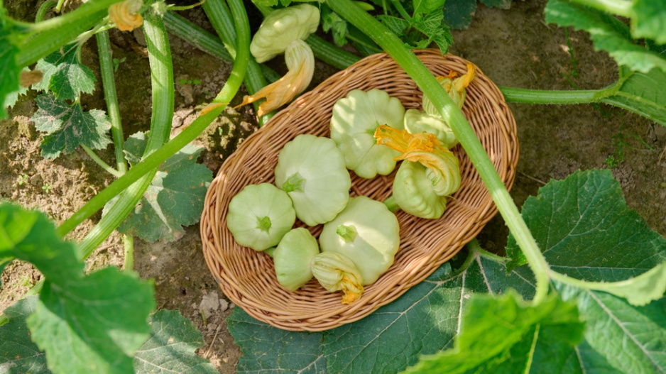 Patizony (Cucurbita pepo var. patissoniana) 