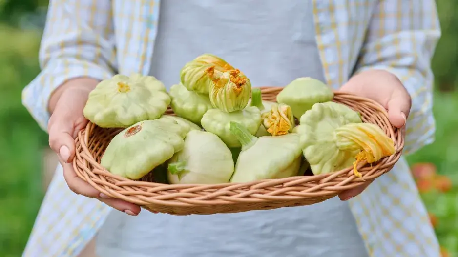 Patizony (Cucurbita pepo var. patissoniana)