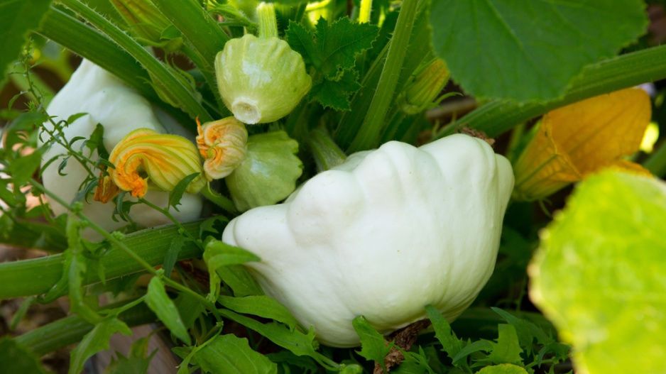 Patizony (Cucurbita pepo var. patissoniana) 