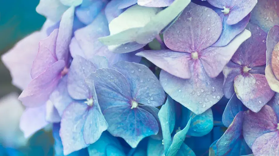 Modré hortenzie 