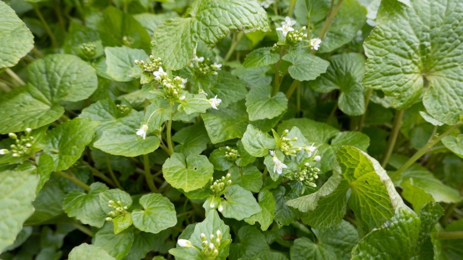 Japonský křen wasabi (Wasabia japonica) 