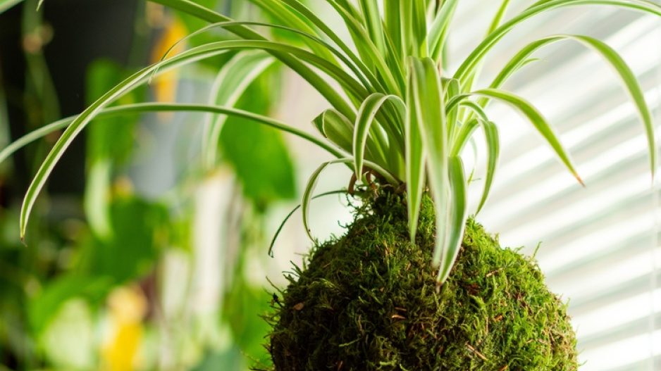 Kokedama
