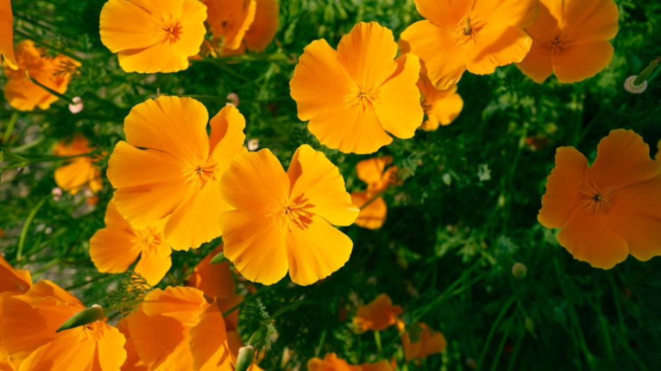 Sluncovka kalifornská (Eschscholzia californica)