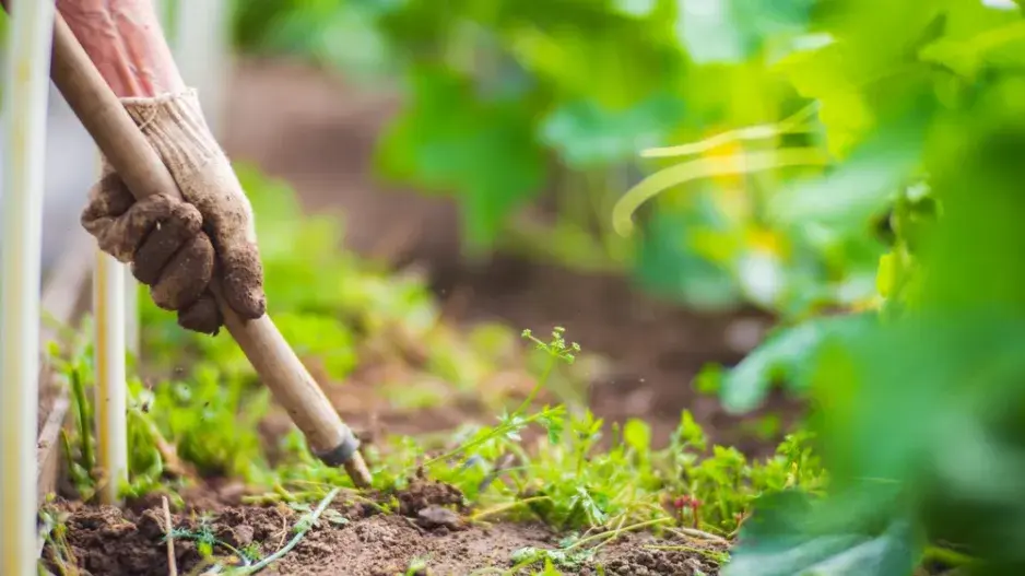Odstraňování plevele