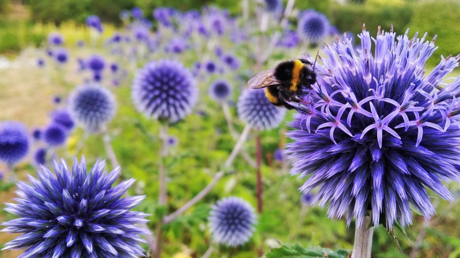 Bělotrn modrý (Echinops ritro) 