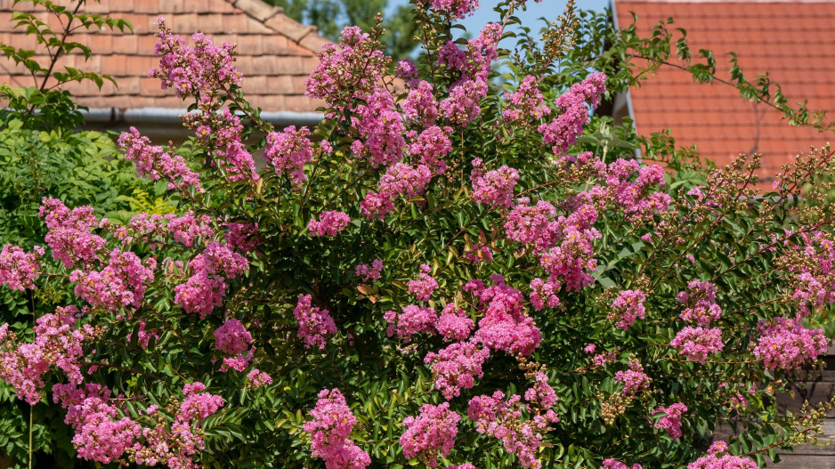 Pukol indický (Lagerstroemia indica) 