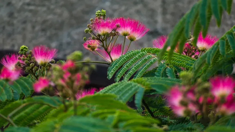 Exotická rostlina albízie hedvábná