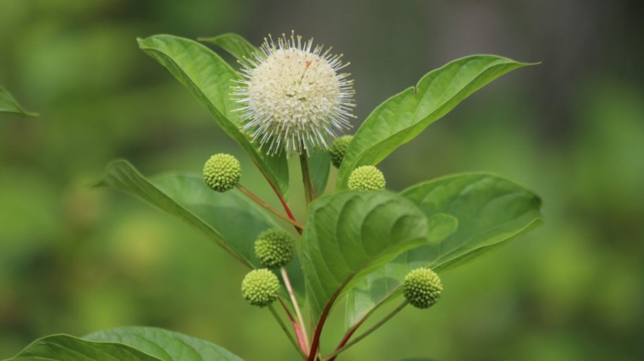 Hlavoš západní (Cephalanthus occidentalis)