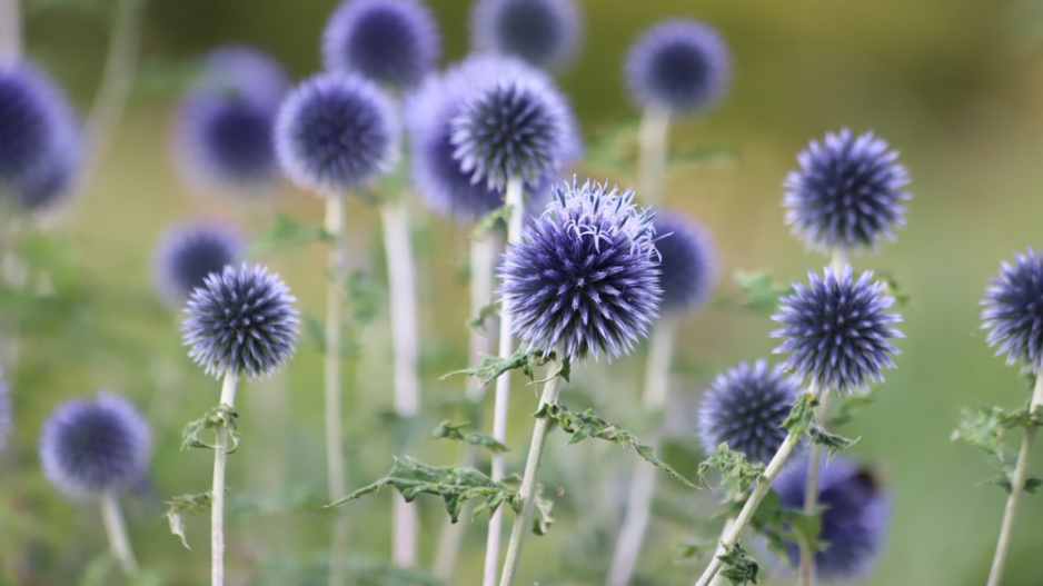 Bělotrn modrý (Echinops ritro) 