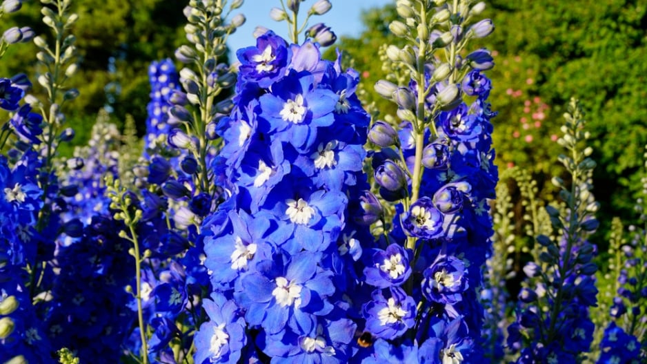 Stračka (Delphinium) 