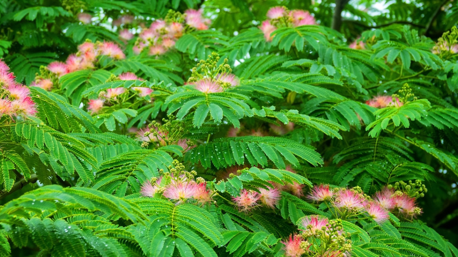 Exotická rostlina albízie hedvábná