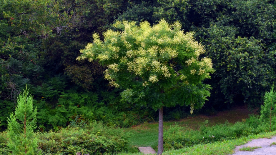 Jerlín japonský (Styphnolobium japonicum či Sophora japonica) 