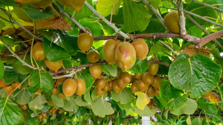 Kiwi