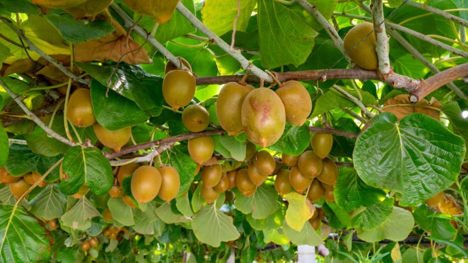 Kiwi