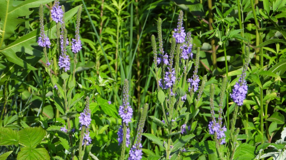 Sporýš přímý (Verbena stricta) 