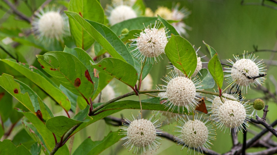 Hlavoš západní (Cephalanthus occidentalis)