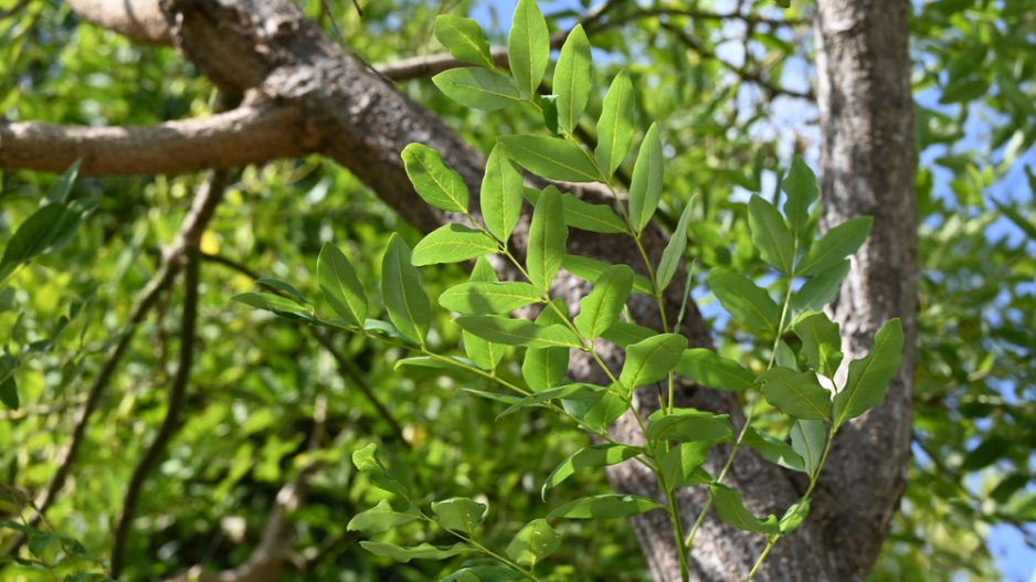 Jerlín japonský (Styphnolobium japonicum či Sophora japonica) 