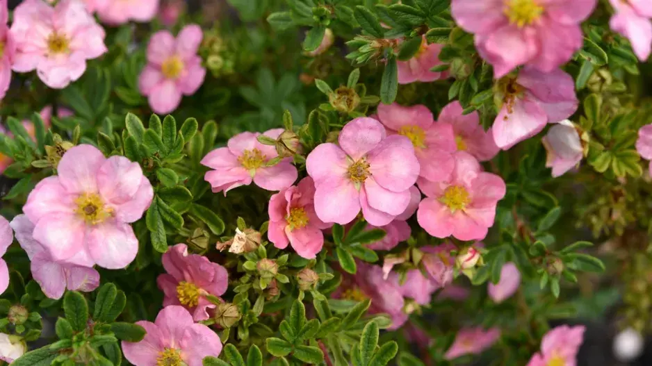 Mochnovec křovitý (Dasiphora fruticosa)