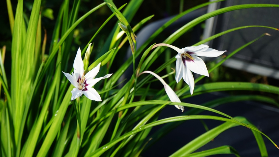 Habešský mečík nebo také vonný mečík či acidanthera (Gladiolus murielae)