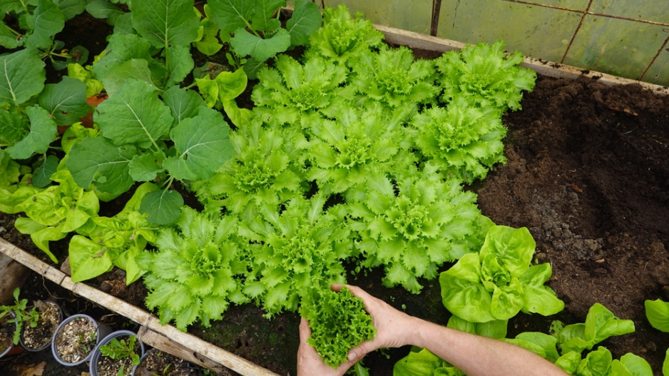 zimní štěrbák neboli endivie (Cichorium endivia) 