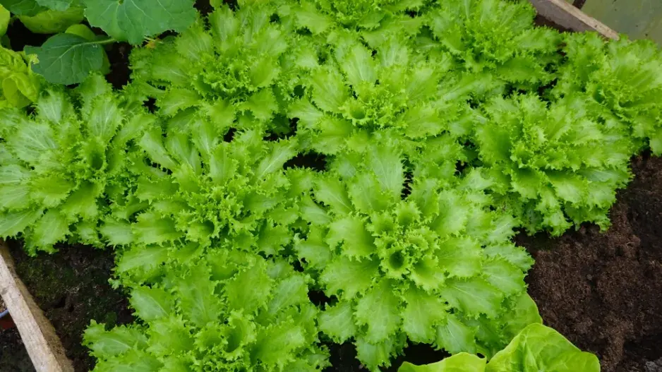 zimní štěrbák neboli endivie (Cichorium endivia) 