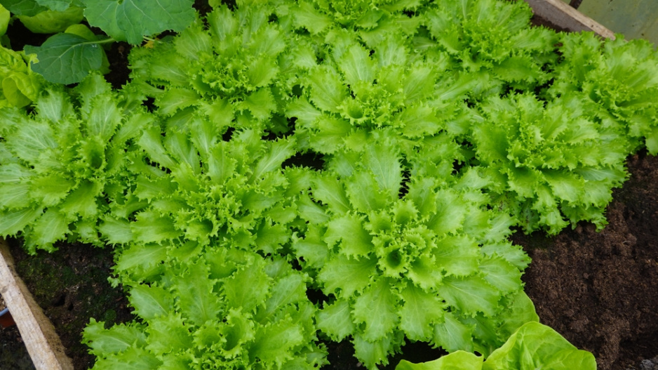 zimní štěrbák neboli endivie (Cichorium endivia) 
