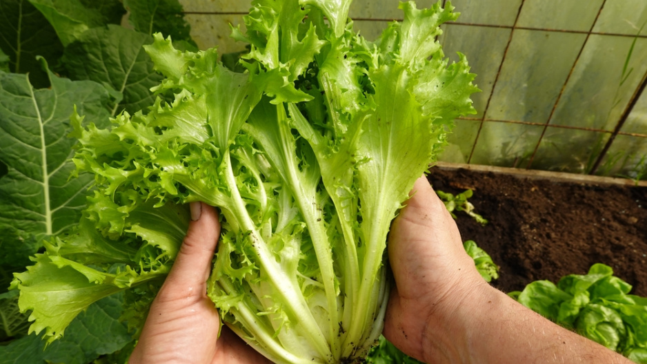 zimní štěrbák neboli endivie (Cichorium endivia) 
