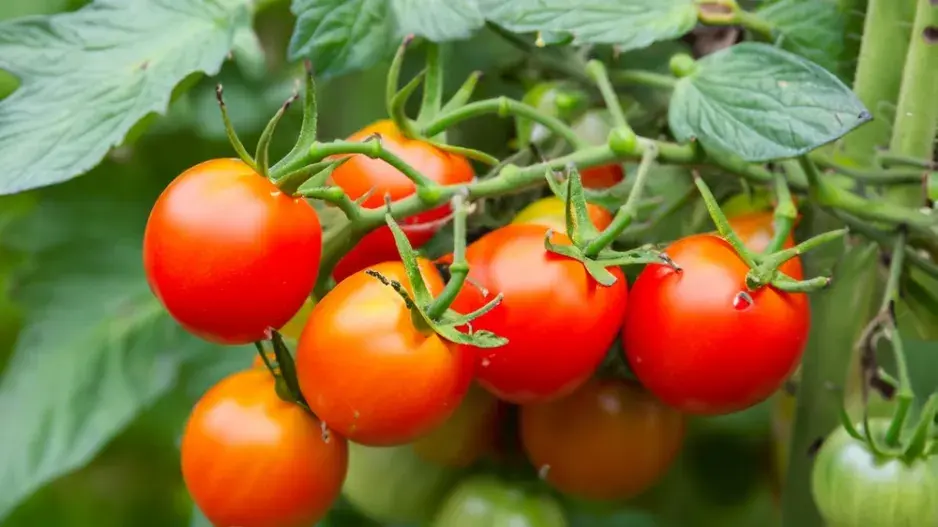 septoriová skvrnitost rajčat 