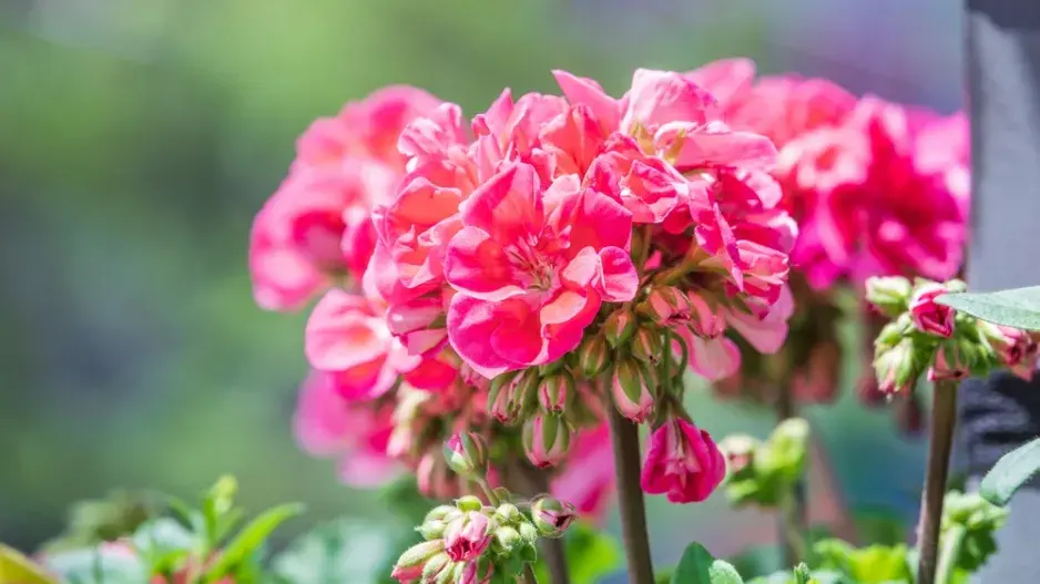 Mouchy je nenávidí 