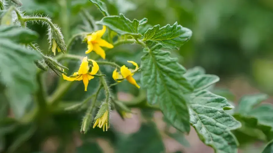 V srpnu květy  V srpnu květy