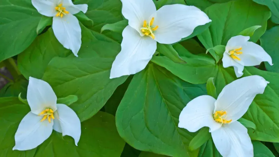 Trojčetka velkokvětá