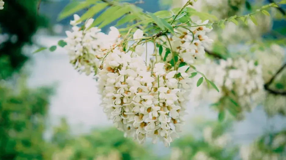 Jerlín japonský (Styphnolobium japonicum či Sophora japonica) 