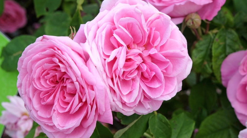 Gertrude Jekyll