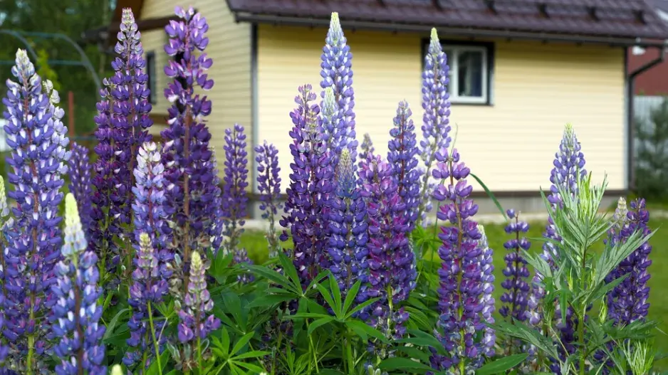 Nové nařízení EU 2025 o invazních rostlinách