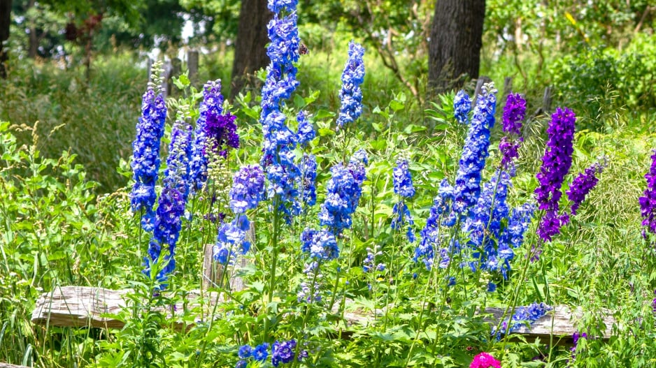 Stračka (Delphinium) 