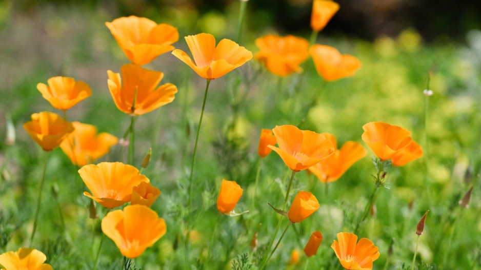 Sluncovka kalifornská (Eschscholzia californica)