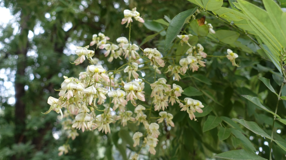 Jerlín japonský (Styphnolobium japonicum či Sophora japonica) 