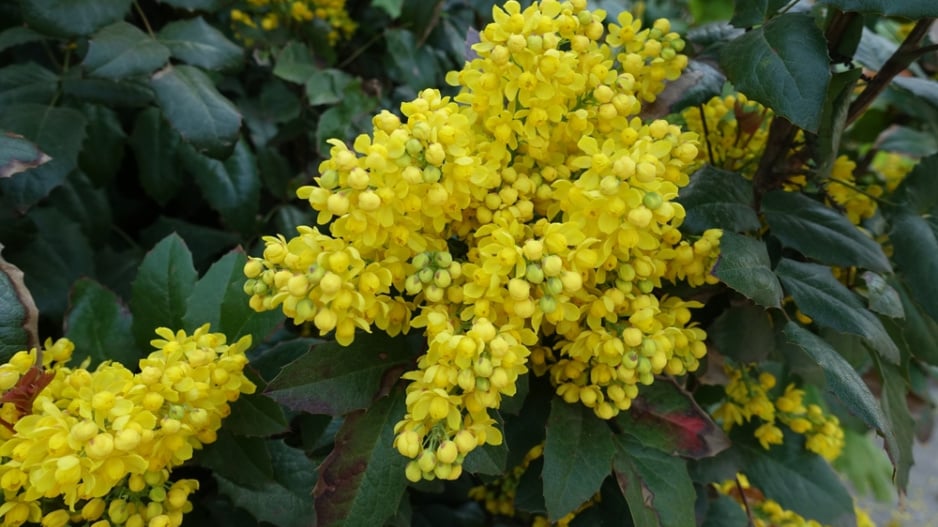 Mahonia 