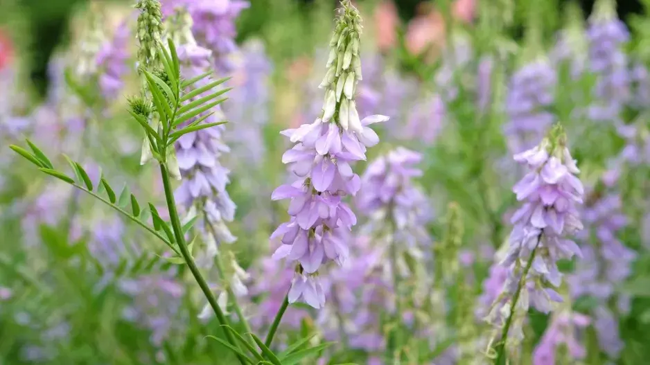 Jestřabina lékařská (Galega officinalis) 