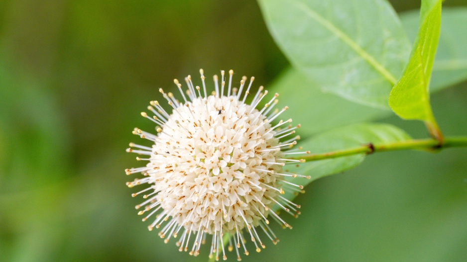 Hlavoš západní (Cephalanthus occidentalis)