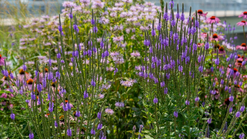 Sporýš přímý (Verbena stricta) 