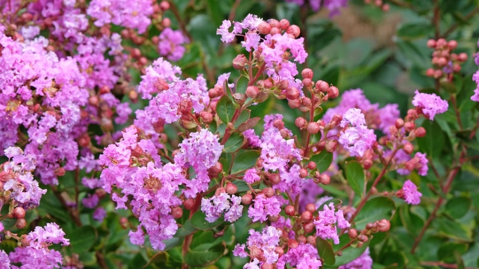 Pukol indický (Lagerstroemia indica) 
