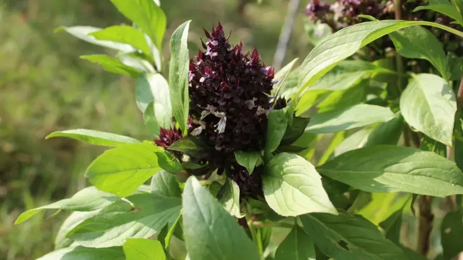 Bazalka Siamská královna (Ocimum basilicum 'Siam Queen')
