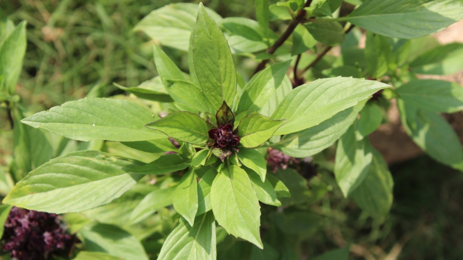 Bazalka Siamská královna (Ocimum basilicum 'Siam Queen') 
