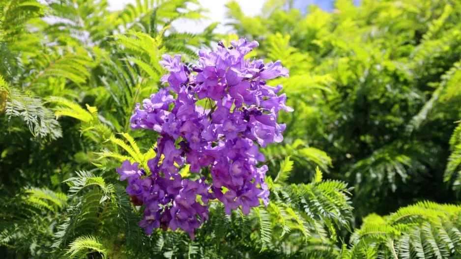 Žakaranda mimózolistá